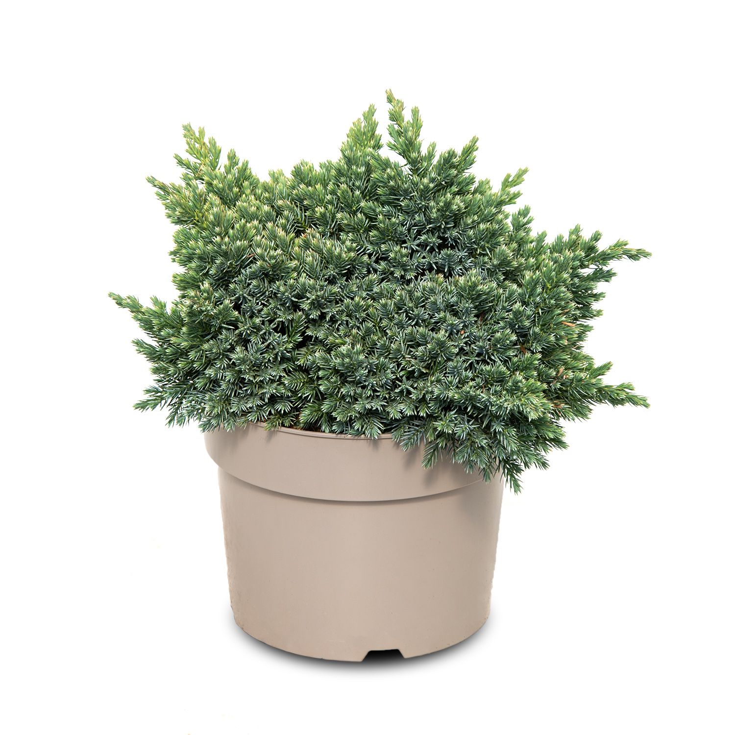 Можжевельник чешуйчатый Блу Стар